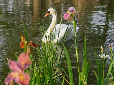Swan and Louisiana Irises