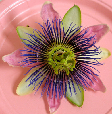 Passion Flower on a Plastic Plate