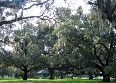 Spanish Moss is Making a Comeback