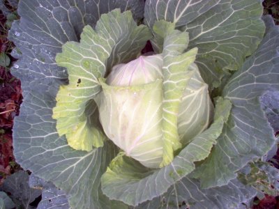 cabbage