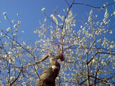 cherry tree
