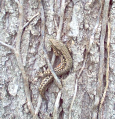 lizard