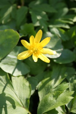 Anemone ranunculoides