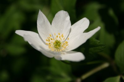 Wood anemone