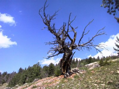 Another Ancient Bristlecone