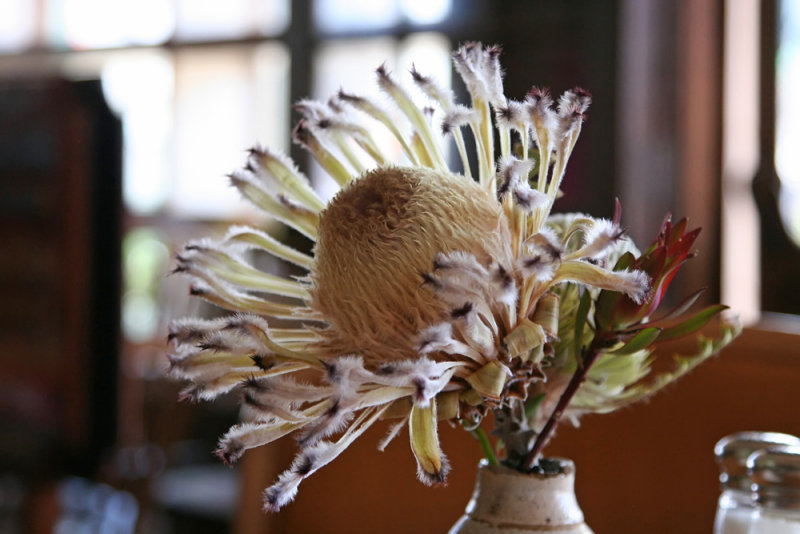 Road to Hana - White Protea @ Charleys