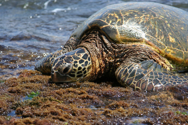 Laniakea Beach - Sleepy Turtle
