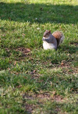 Washington - Cute Squirrels