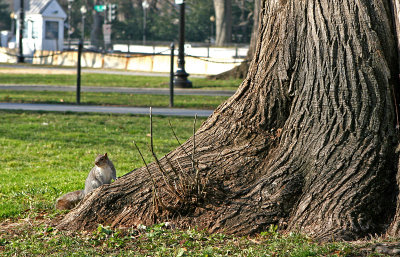 Washington - Cute Squirrels