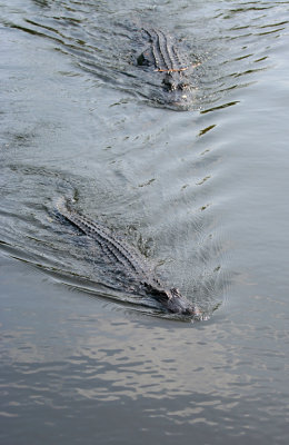 Everglades - Duo