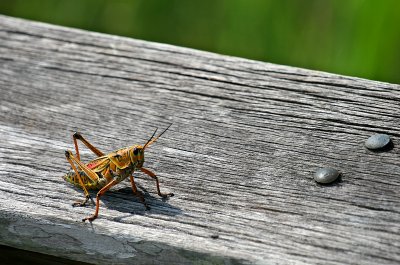 Everglades - Colorful Grasshopper