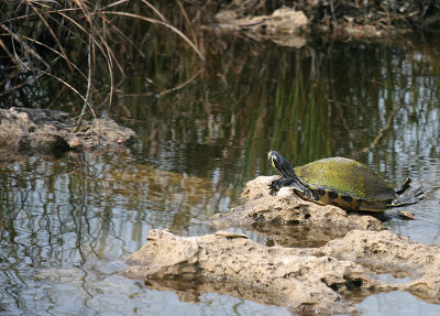 Everglades - Turtle