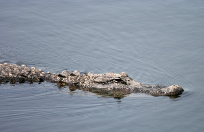 Everglades - Cruising in the Lake