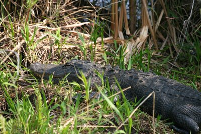 Everglades - Sleepy