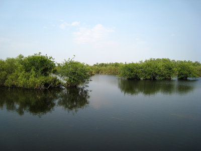 Everglades - Anhinga Trail View