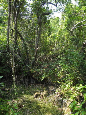 Everglades - Gumbo Limbo Trail