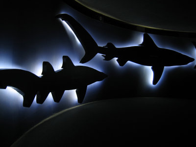 Baltimore Aquarium - Neon Sharks