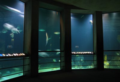 Baltimore Aquarium - Glass View