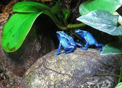 Baltimore Aquarium - Toxic Blue Frogs