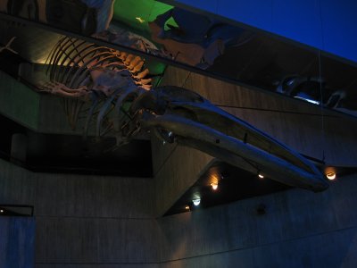 Baltimore Aquarium - Jurassic Park
