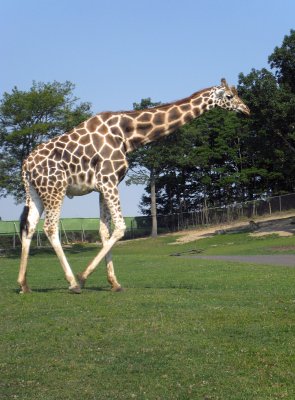 Six Flags Wild Safari - Giraffe