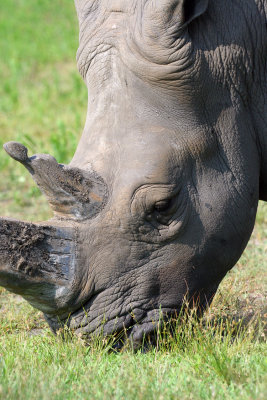 Six Flags Wild Safari - Rhinoceros
