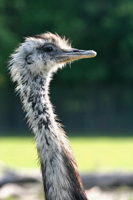 Six Flags Wild Safari - Ostrich