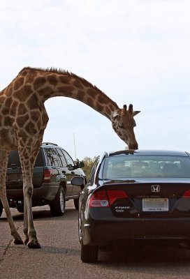Six Flags Wild Safari - The Curious Giraffe