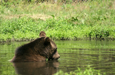 Six Flags Wild Safari - Bear in the Pond