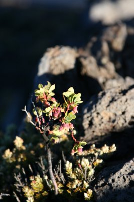 Haleakala - Flora