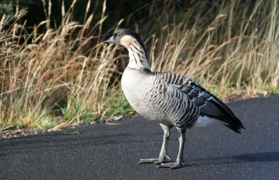 Haleakala - Nene Goose