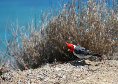 Diamond Head - Red Cardinal