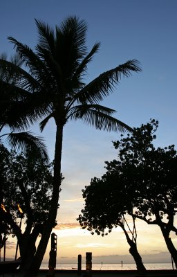 Old Lahaina Luau - Palm Trees