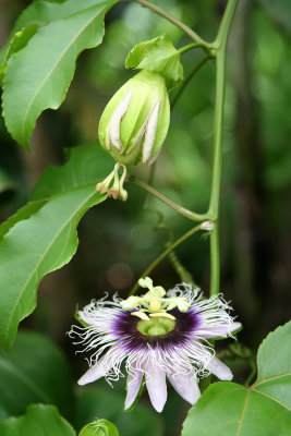 Road to Hana - Passion Fruit