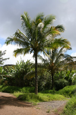 Road to Hana - Palm Trees