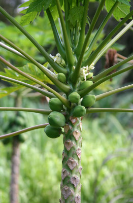 Road to Hana - Papayas