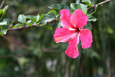 Road to Hana - Pink Hibiscus