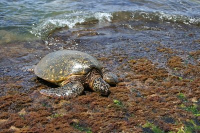 Laniakea Beach - Turtle Eating Seaweed