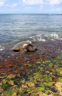 Laniakea Beach - Turtle Panorama