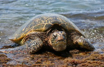 Laniakea Beach - Hello !