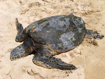Laniakea Beach - Turtle Basking on the Beach