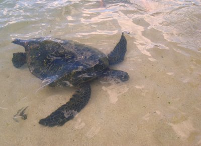 Laniakea Beach - Swimming Turtle