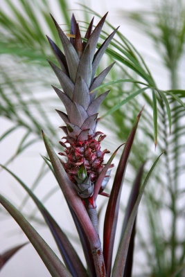 Oahu - Mini Pineapple