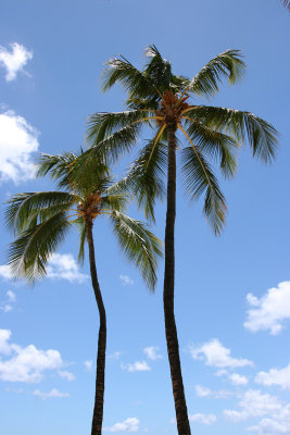 Oahu - Palm Trees