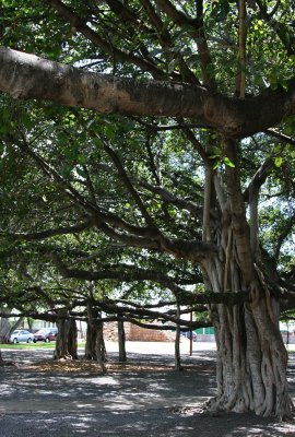 Maui - Banyan Tree