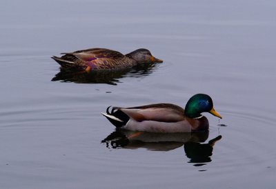 Ducks Two