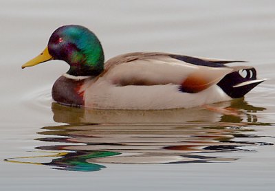 Duck Reflection
