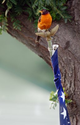 All American Robin