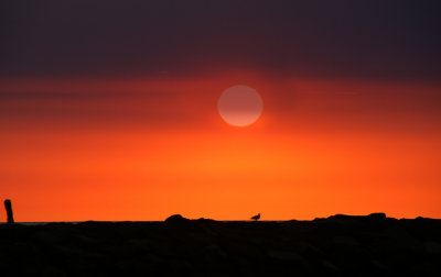 Gull at Sunrise