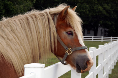 Horse Profile